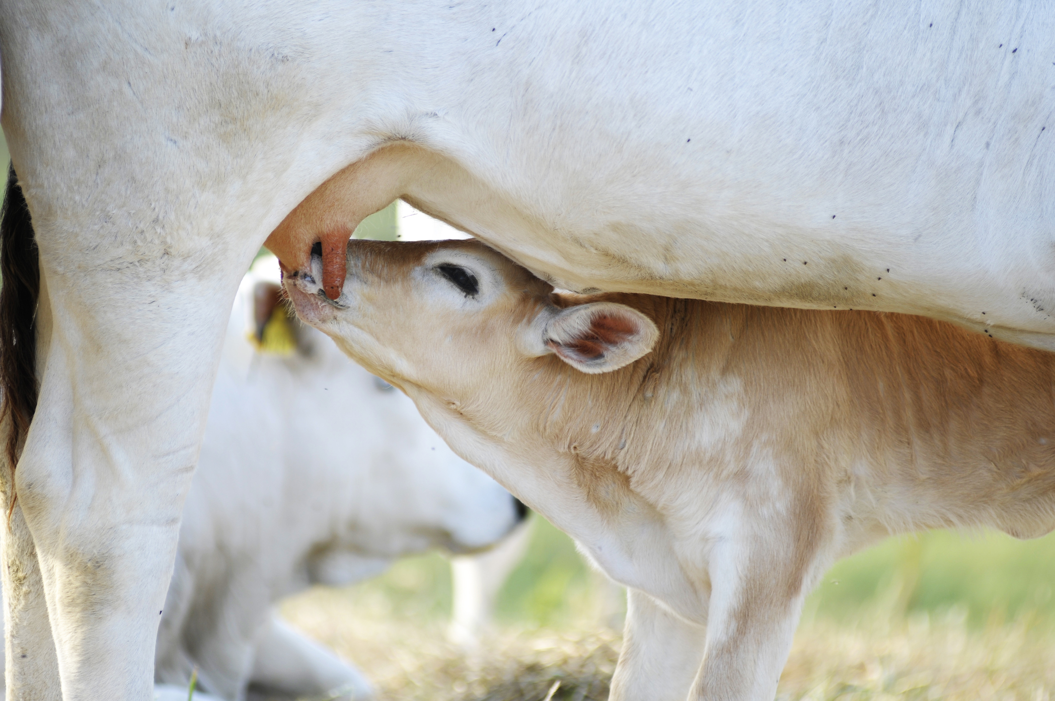 Cuidados essenciais no nascimento de bezerros garantem produtividade e bem-estar dos animais