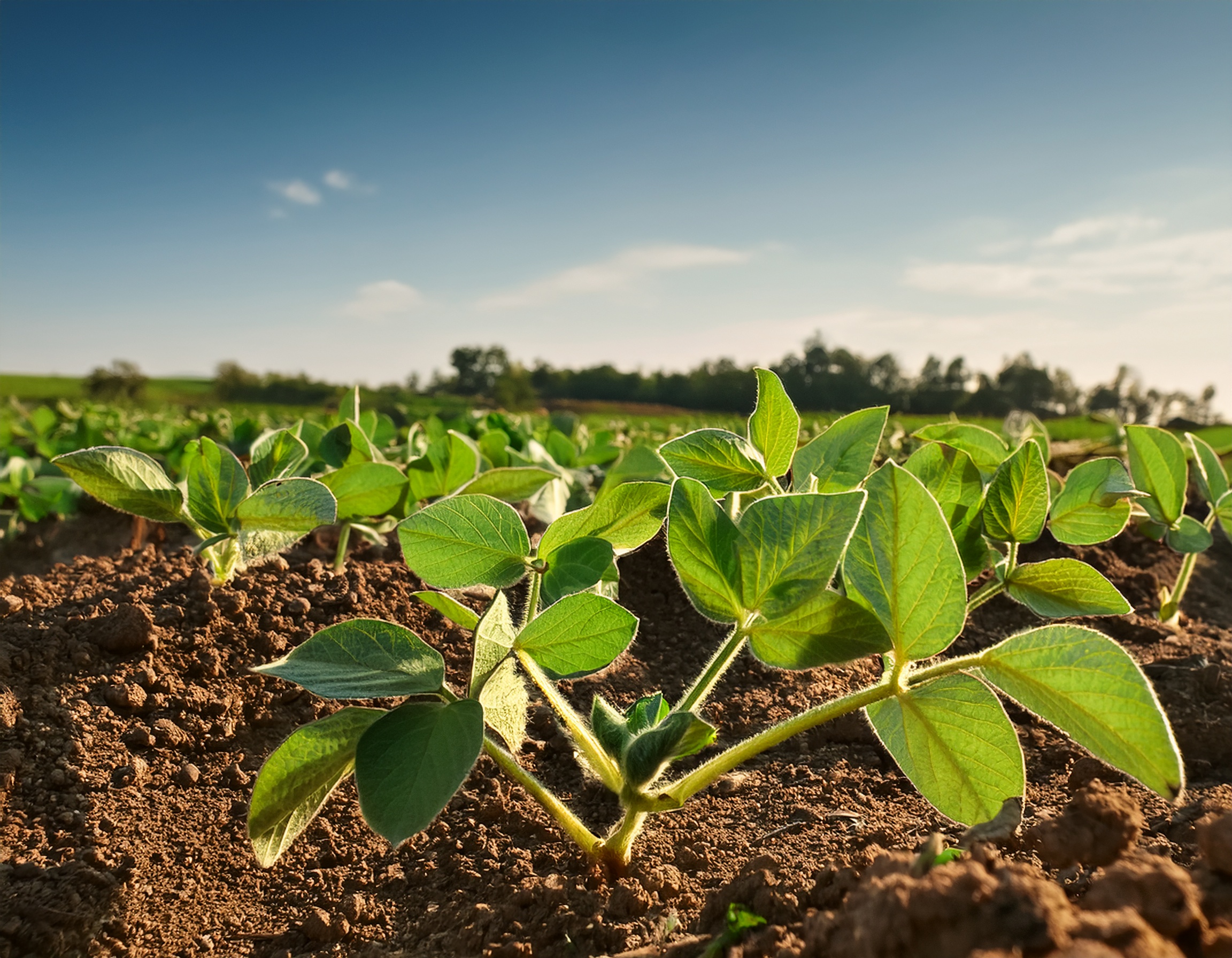 Fósforo no campo: Descubra a importância deste nutriente para o manejo agrícola